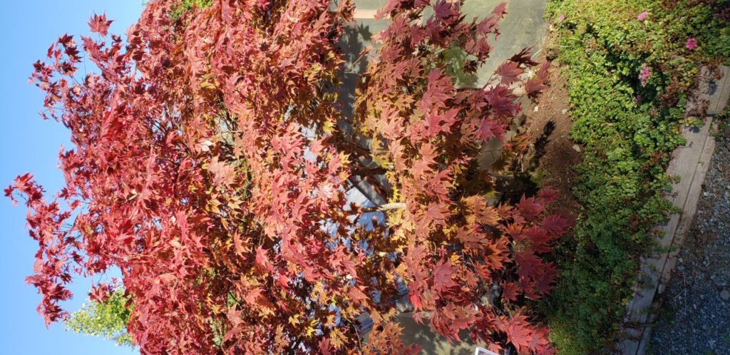 Tree Rescue - Woods Creek Nursery