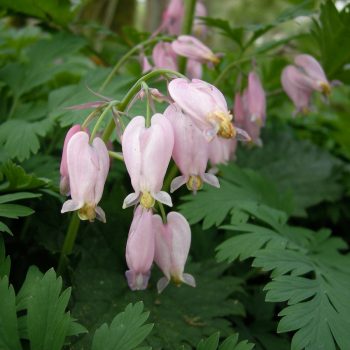 Dicentra formosa (Western Bleeding Heart)