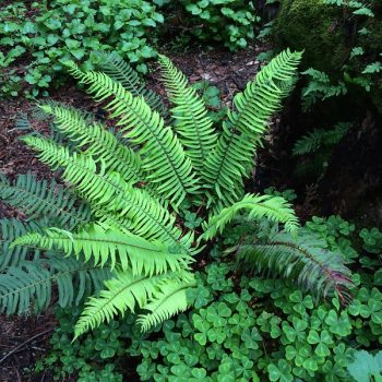 Polystichum munitum