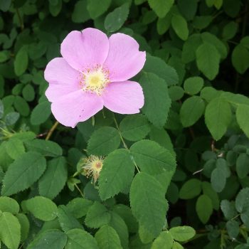 Rosa nutkana (Nootka Rose)