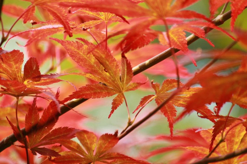 Japanese Maple